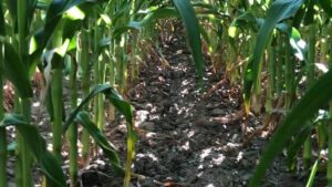 Nitrogen Fixation: Azotic Technologies’ Tom Tregunno Shares Insights on Successfully Launching Envita