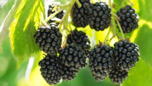 Pairwise Develops First Seedless Blackberry with Transformative CRISPR Technology