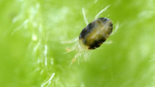Kimitec’s Breakthrough: First Natural Miticide Successfully Registered in Mexico