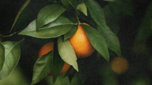 Rovensa Next, Limaru Form Distribution Agreement for Orange Oil-Based Biocides