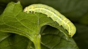 How to Introduce Your Biological Products to Mexico