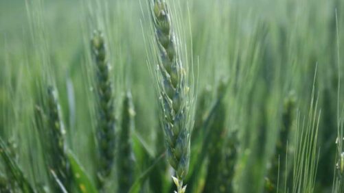 Lavie Bio to Expand Bio-inoculant Yalos to Winter Wheat Across the U.S.