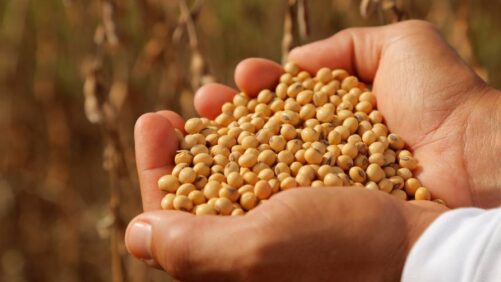 BASF Unveils 19 New Xitavo Soybean Seed Products for the 2025 Season