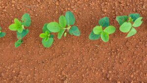 India and LATAM Countries Call for MRL Standards to Improve Trade