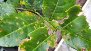 Breakthrough in Plant Disease: New Enzyme Could Lead to Anti-Bacterial Pesticides