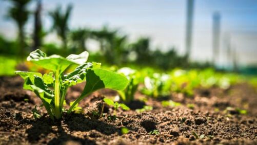 New Syngenta Herbicide Offers Sustainable Solution to Global Weed Resistance Crisis