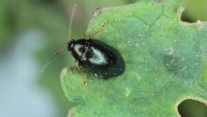 Booster Trials: Positive Results Reported on Cabbage Stem Flea Beetle in Czech and Polish Oilseed Rape Crops