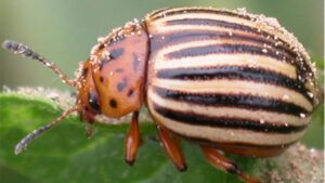 Renaissance BioScience Named 2024 Crop Protection Solution of the Year by AgTech Breakthrough Awards