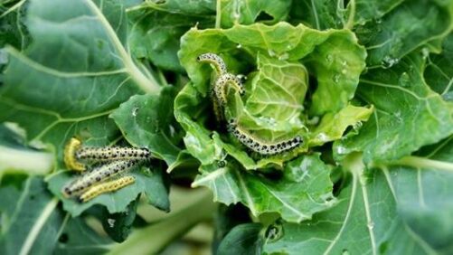 Biopesticidas: Preenchendo as lacunas no mercado hortícola do Reino Unido