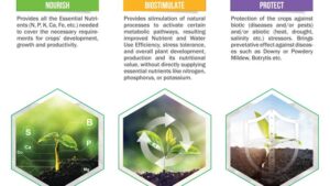 AGROLOGY lanza Nutrición funcional de cultivos: una solución holística para una agricultura sostenible