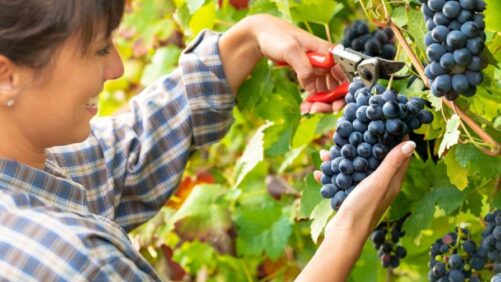 Syensqo Launches AgRHEA LifeXtend Plus to Enhance Shelf Life of Biological Formulations