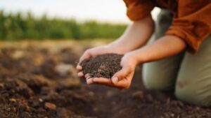 India: Luminis se asocia con Forvis Mazars para expandir soluciones de tecnología agrícola basadas en el microbioma.