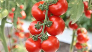 BioConsortia Receives U.S. EPA Registration for Amara Biofungicide