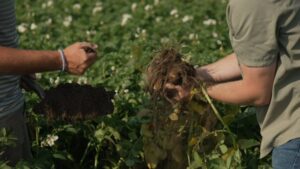 BASF Introduces Endura PRO Fungicide for Potato Growers