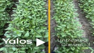 Lavie Bio Announces Commercial Expansion of Yalos As Seed Treatment for Soybean