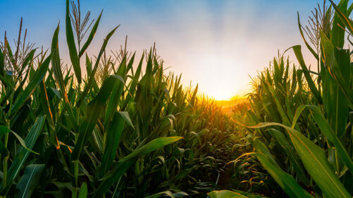 Albaugh Receives U.S. EPA Registration of Chlorantraniliprole Products for the Crop Protection and Turf/Ornamental Markets