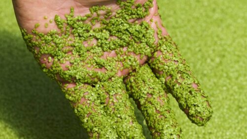 ICL Announces Follow-On Investment in Plantible Foods and Celebrates Industry Recognition for Innovative Food Ingredient
