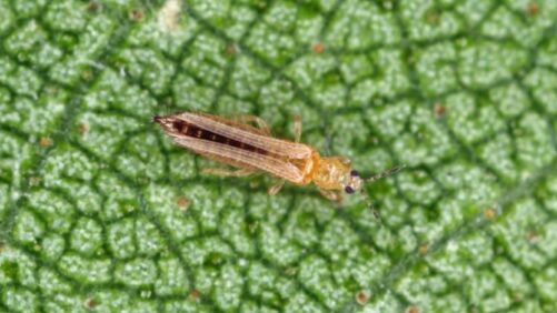 Attune Agriculture Receives U.S. EPA Approval for Entrapment Insecticide
