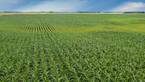 A Strategic Leap Toward Sustainable Agriculture: Meghmani Crop Nutrition Partners with Hindustan Insecticides