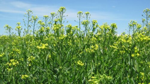 Bayer Acquires Camelina Assets from Canada-Based Smart Earth Camelina Corp.