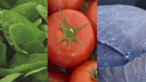 Gowan Acquires Syngenta’s FarMore Technology Vegetable Seed Treatment Platform in the U.S.