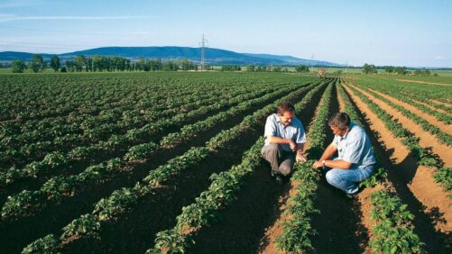 Bayer and Ecospray Reach Distribution Agreement for New Garlic-Sourced Biological Crop Protection Product