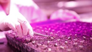 How BioLumic’s UV Light Technology Unlocks Seed Traits and Boosts Yields