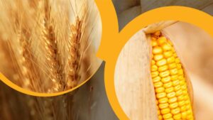 Syngenta Introduces New Active Ingredient for Early-Season Insect Management