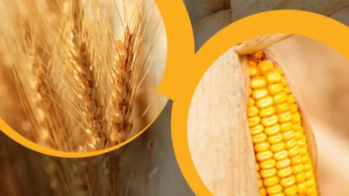 Syngenta apresenta novo ingrediente ativo para o controle de insetos no início da temporada