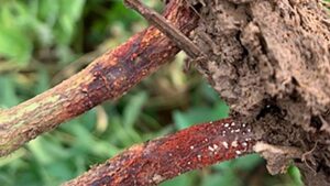 Biological Seed Treatment From Ceradis Helps Midwest Soybeans Defend Against Red Crown Rot