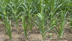 Bionema’s RootVita SP Increases Maize Head Size by 50% in South African Field Trials