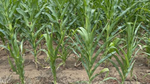 Bionema’s RootVita SP Increases Maize Head Size by 50% in South African Field Trials