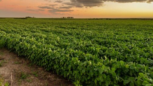 Global Innovations in Agricultural R&D: Advancing Sustainability, Productivity, and Crop Resilience