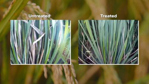 Phytalix da Ascribe Bio alcança avanço na luta contra a queima bacteriana das folhas do arroz