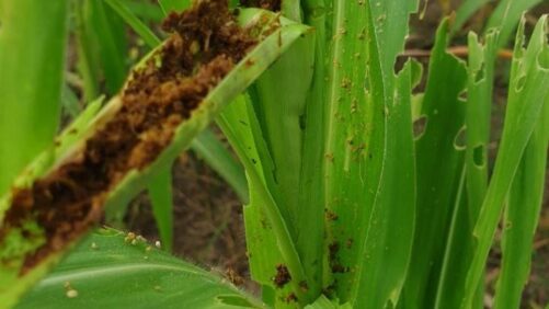M2i Group Launches Biocontrol Solution Against Fall Armyworm in Maize in Zambia