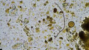 Moa and NAICONS Partner to Discover the Next Generation of Naturally-Occurring Herbicides