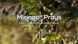 ASCENZA and SELECTIS Unveil Innovative Biosolution for Controlling Prays in Southern Europe