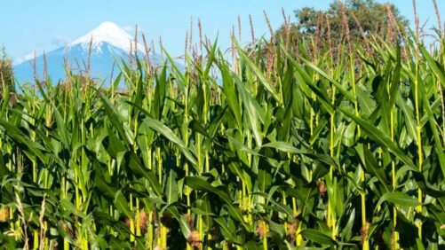 Navigating Agribusiness Opportunities in Argentina, Chile, Colombia, and Uruguay