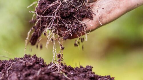 Soil Health in India: Building the Foundation for Sustainable Agriculture