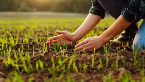 ADAMA’s New Active Ingredient for Mollusc Control Gains EU Approval