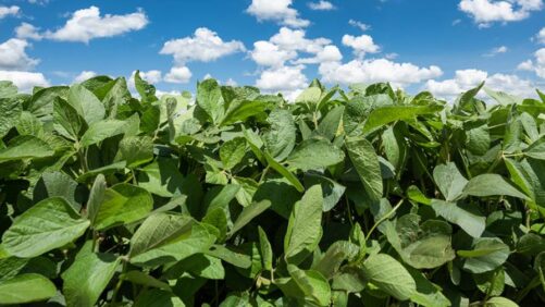 Latin America’s Crop Protection Markets: Challenges and Growth Ahead