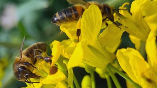 SynTech Research Group Reinforces Pollinator Safety As Key Priority