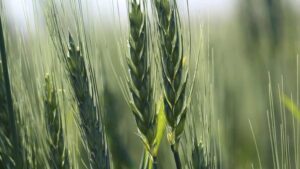 UE: El novedoso ingrediente activo Gilboa de ADAMA introduce un nuevo modo de acción para los cultivos de cereales