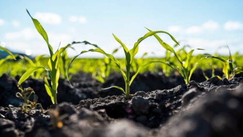 How India’s Biodiversity is Fueling Global Innovation in Biological Ag Inputs