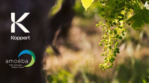 Koppert and Amoéba Sign Major Distribution Agreement for Innovative Biofungicide Solution