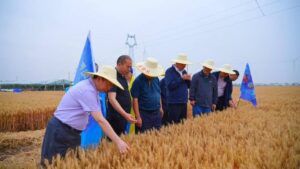 成都新朝阳在中国“十四五”国家研发计划中展示其专有的冠状碱技术