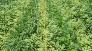 La EPA de EE. UU. anuncia la propuesta de registro del pesticida diflufenican