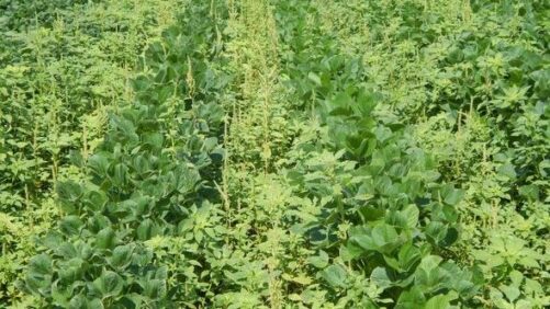U.S. EPA Announces Proposed Registration of Pesticide Diflufenican