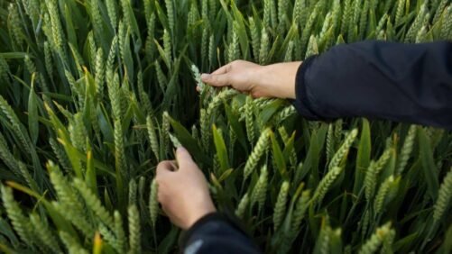 Bayer Submits Registration Applications for Novel Herbicide in Four Major Markets