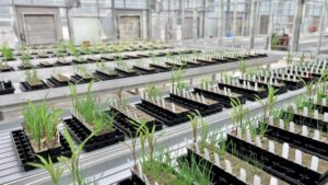 Reescribiendo las reglas: cómo Enko utiliza la IA para acelerar el futuro de los herbicidas